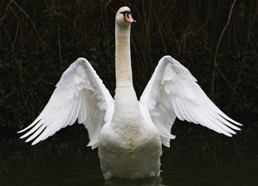 white swan on water during daytime