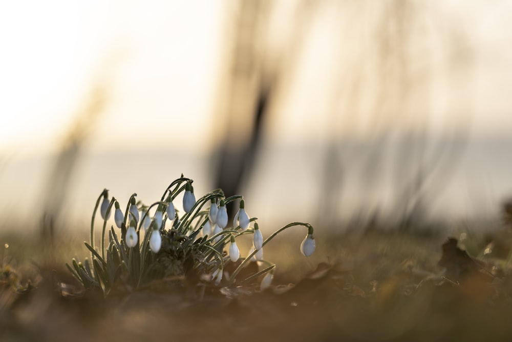 boccioli di fiori bianchi in lente tilt shift