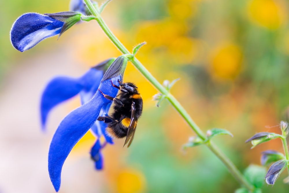 black and yellow bee on blue flower