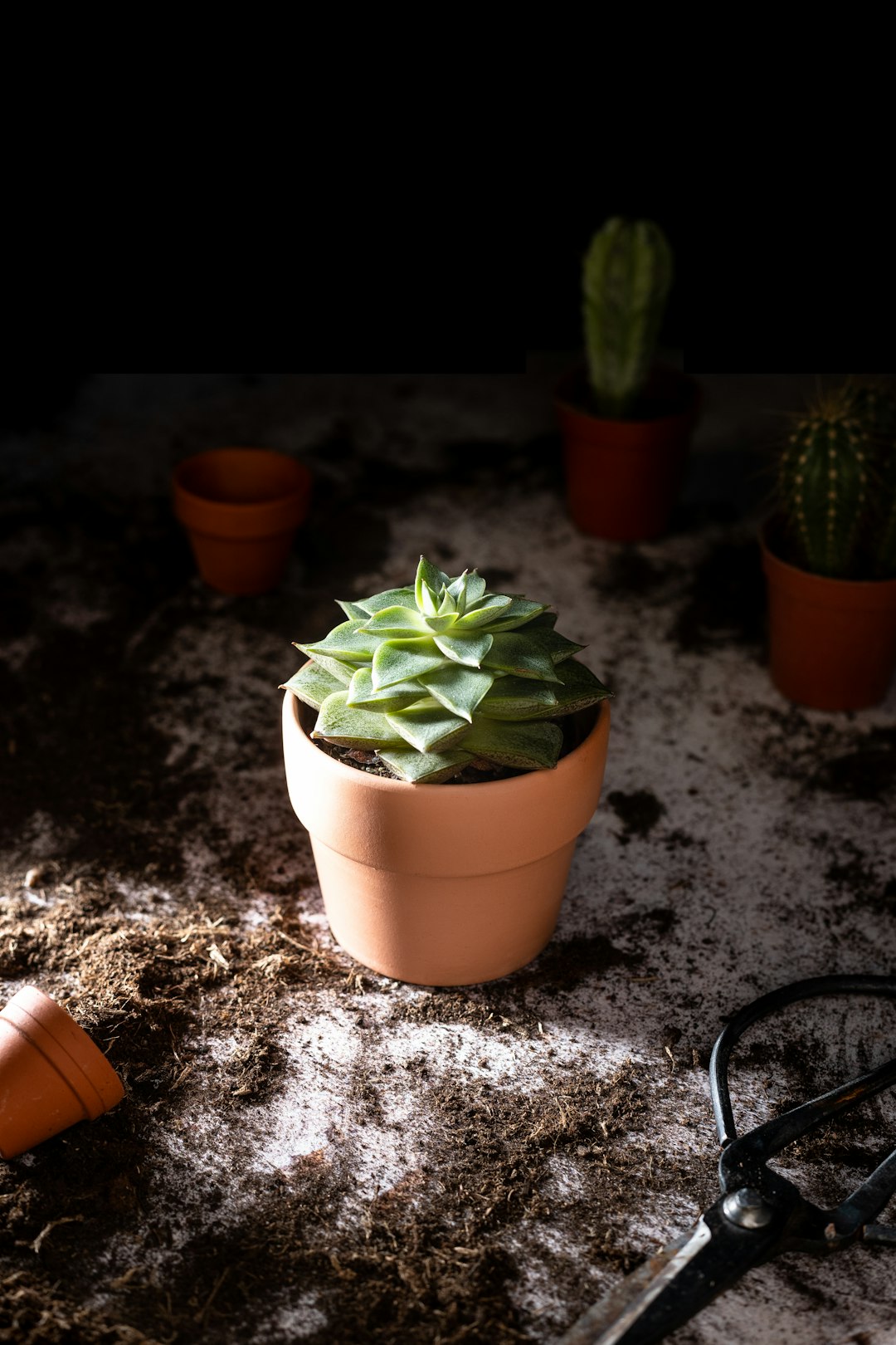 green succulent plant on brown clay pot