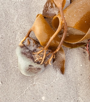 A piece of brown seaweed with long, tendril-like structures lays on sandy beach texture. The seaweed appears wet, with grains of sand sticking to its surface, giving it a glossy appearance.