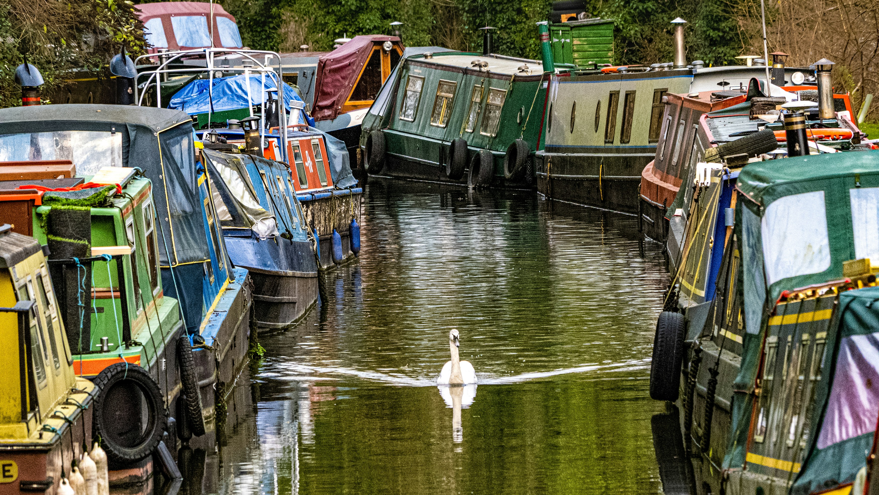 Pato blanco en el agua cerca de los barcos durante el día