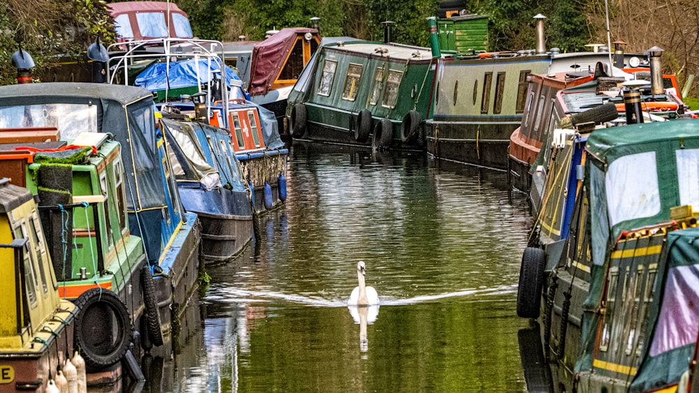 white duck on water near boats during daytime