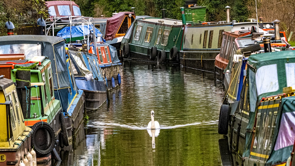 Weiße Ente tagsüber auf dem Wasser in der Nähe von Booten