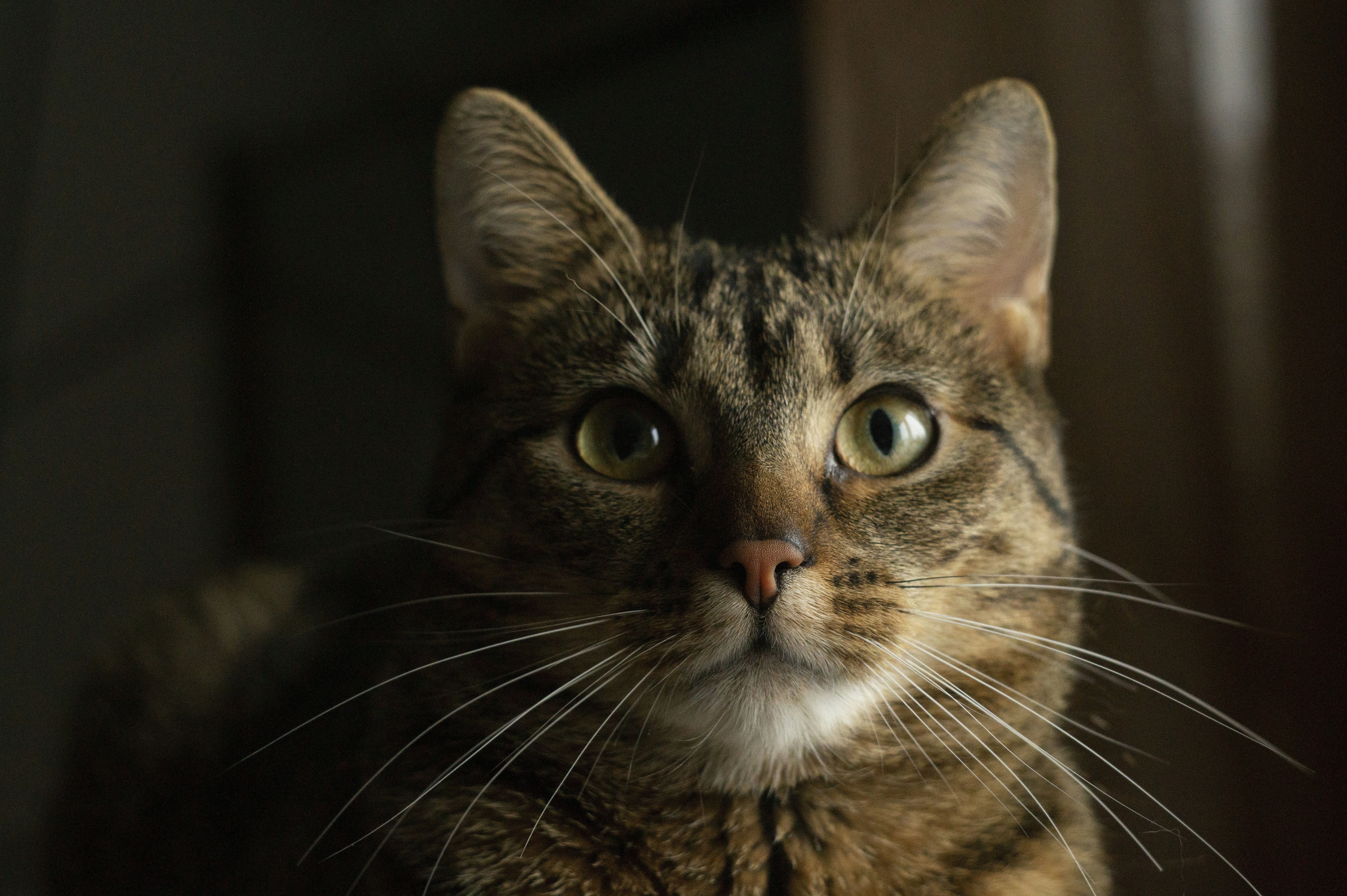 brown tabby cat in close up photography