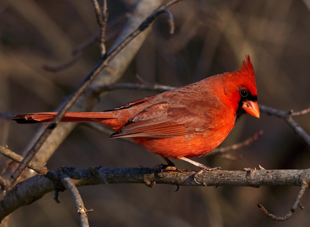 red cardinal perched on tree branch