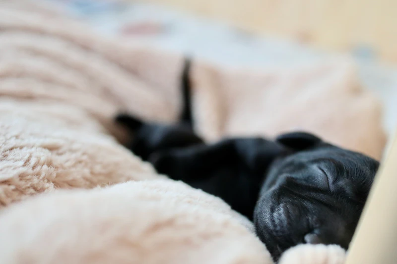 A black puppy from the litter asleep on a soft blanket in the first week