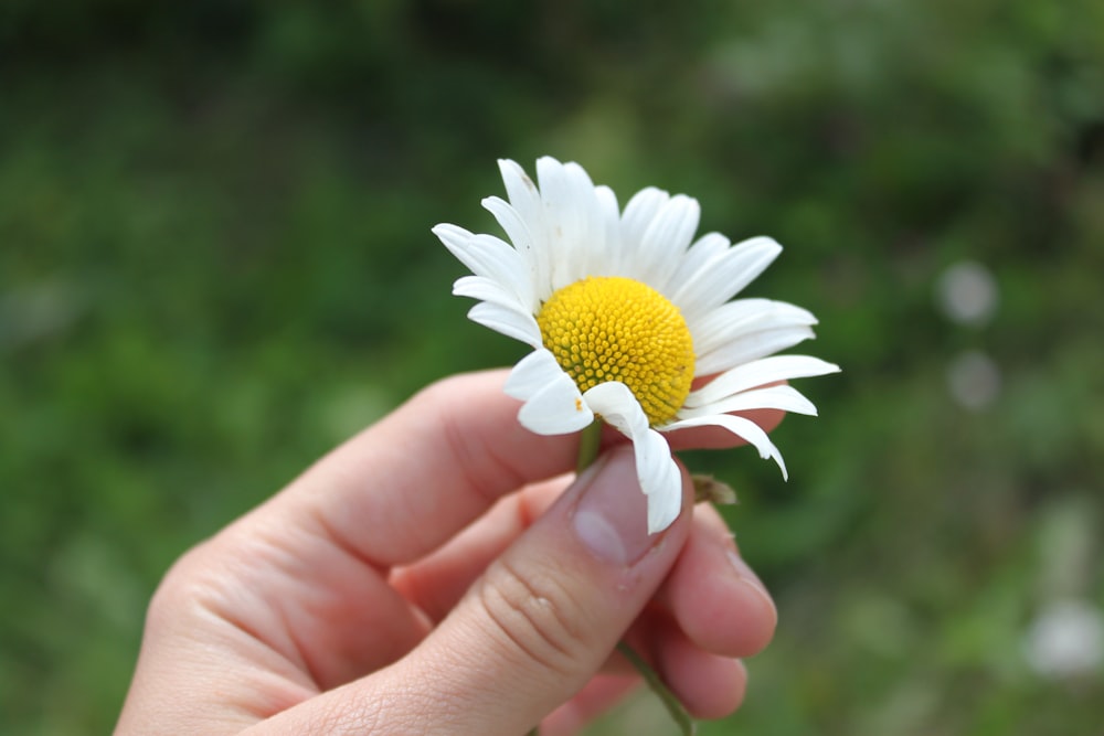 white daisy in persons hand