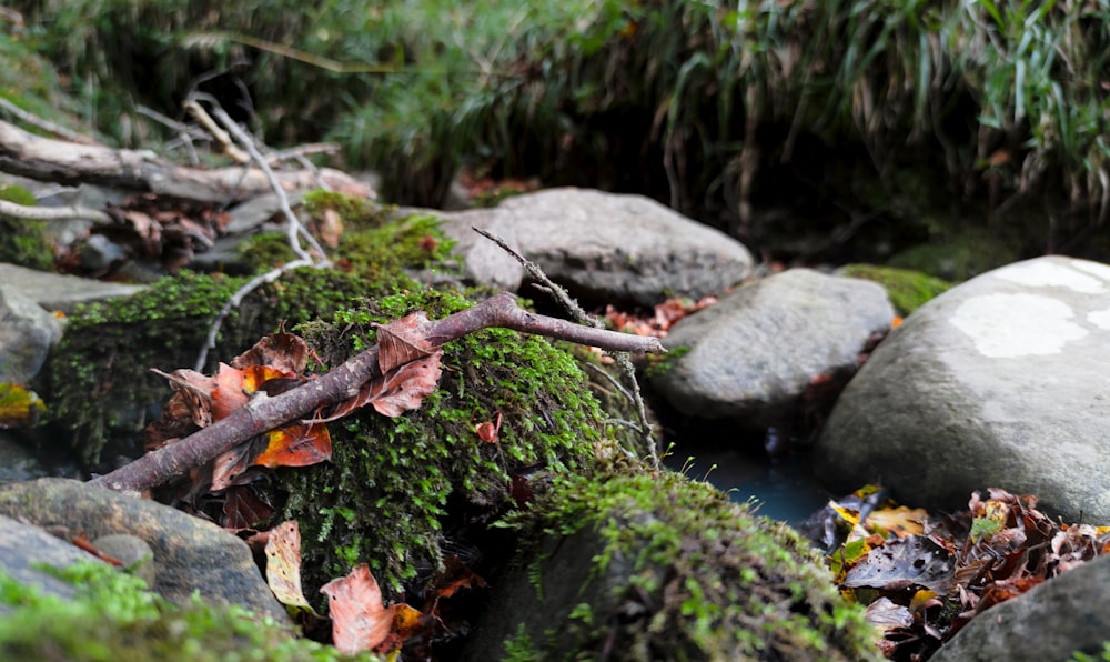 brown tree branch on water