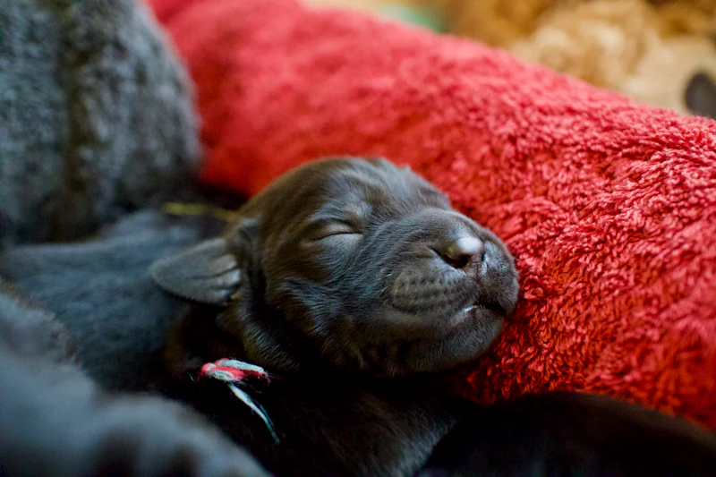A newborn black Labrador puppy asleep against a red towel