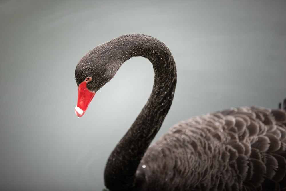 black swan on water during daytime