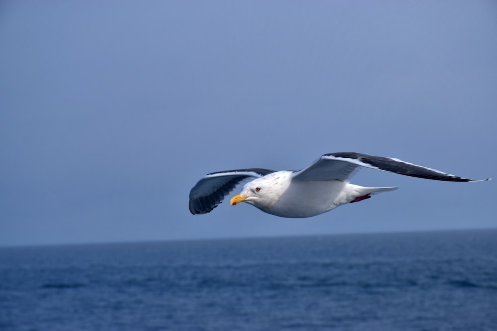 white and black bird flying over the sea during daytime