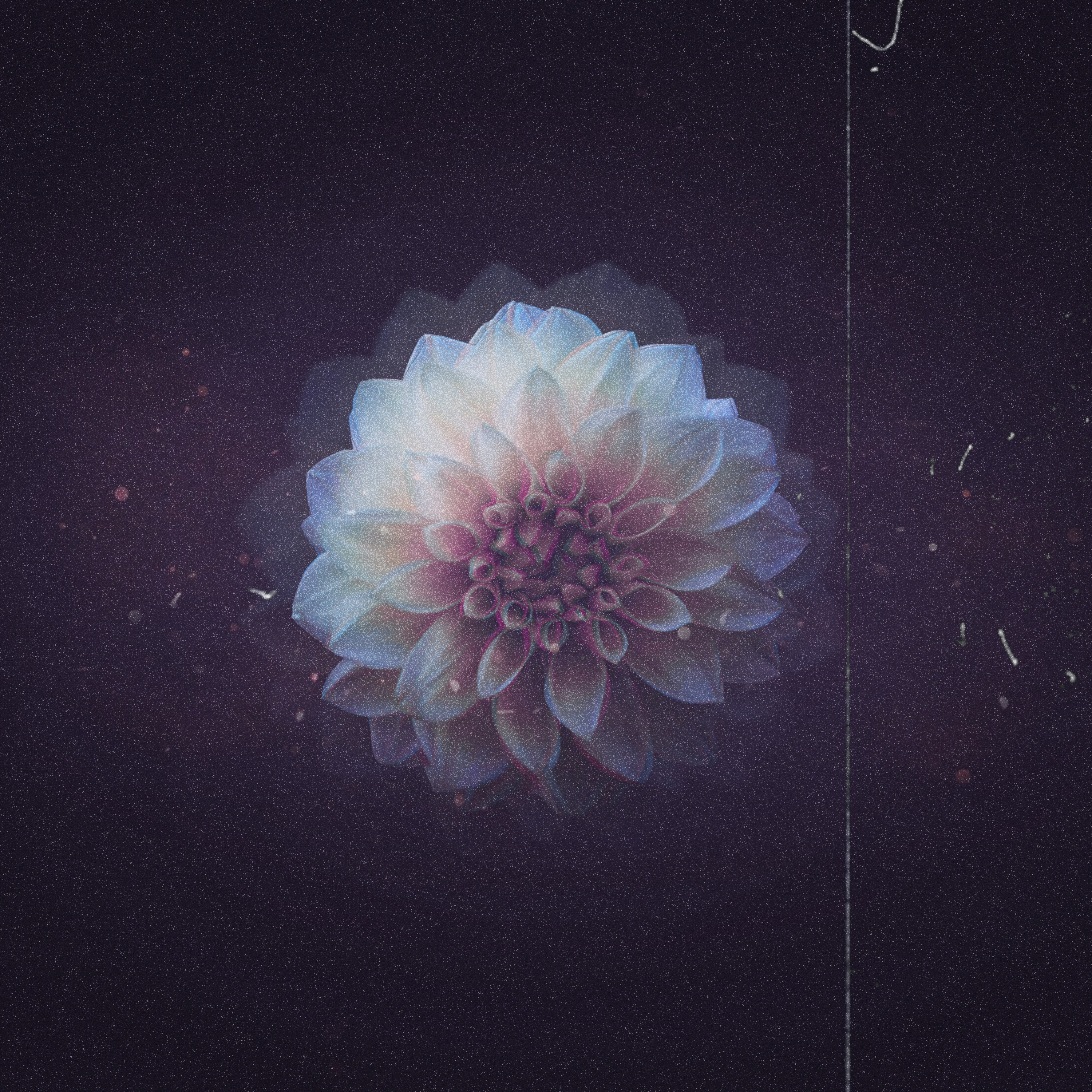 fleur blanche sur surface noire