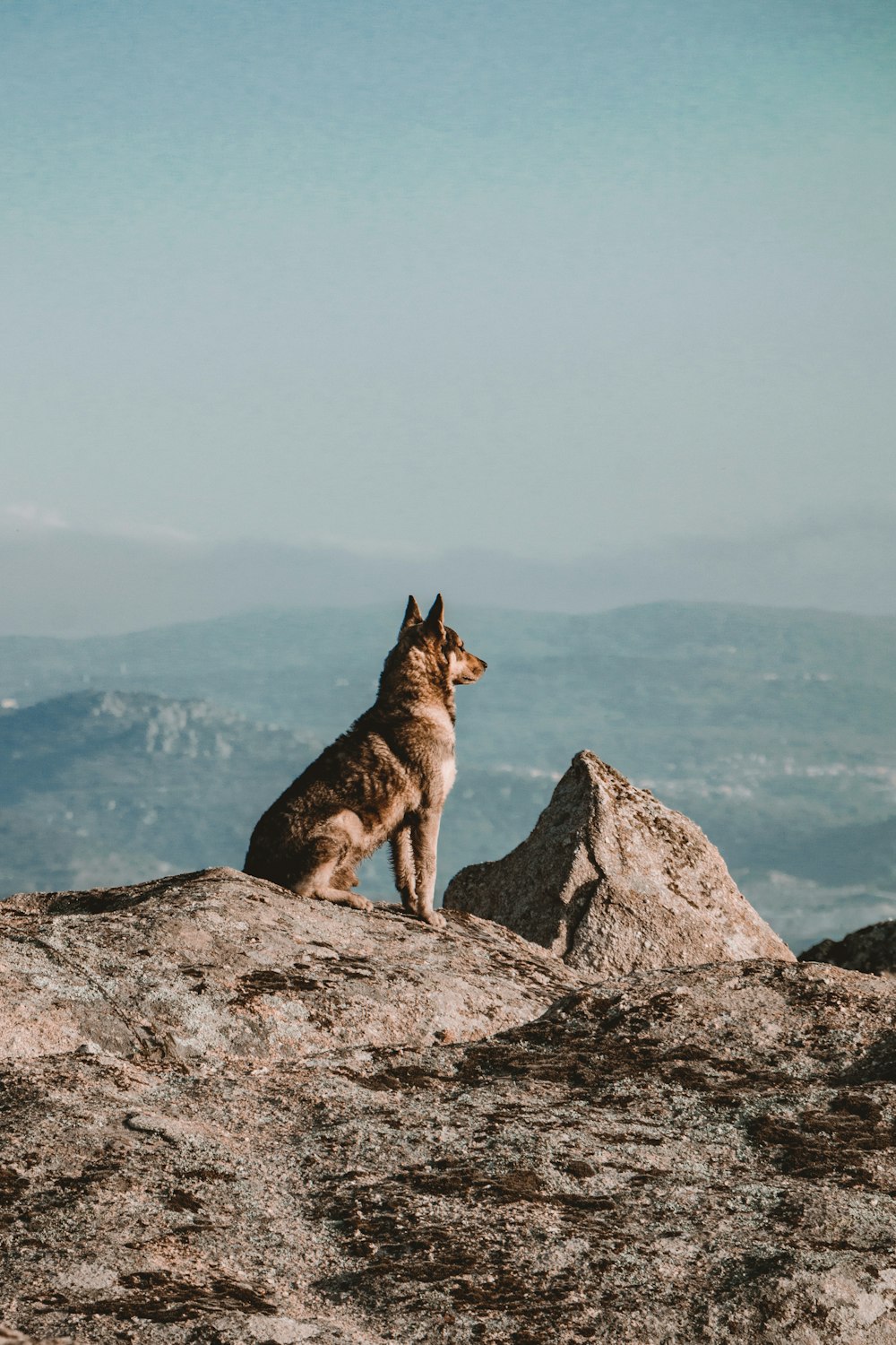 black and brown german shepherd on rock