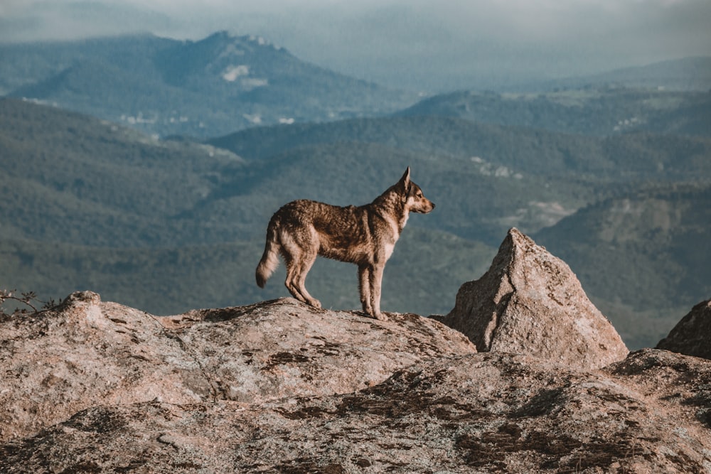 black and brown wolf on brown rock during daytime