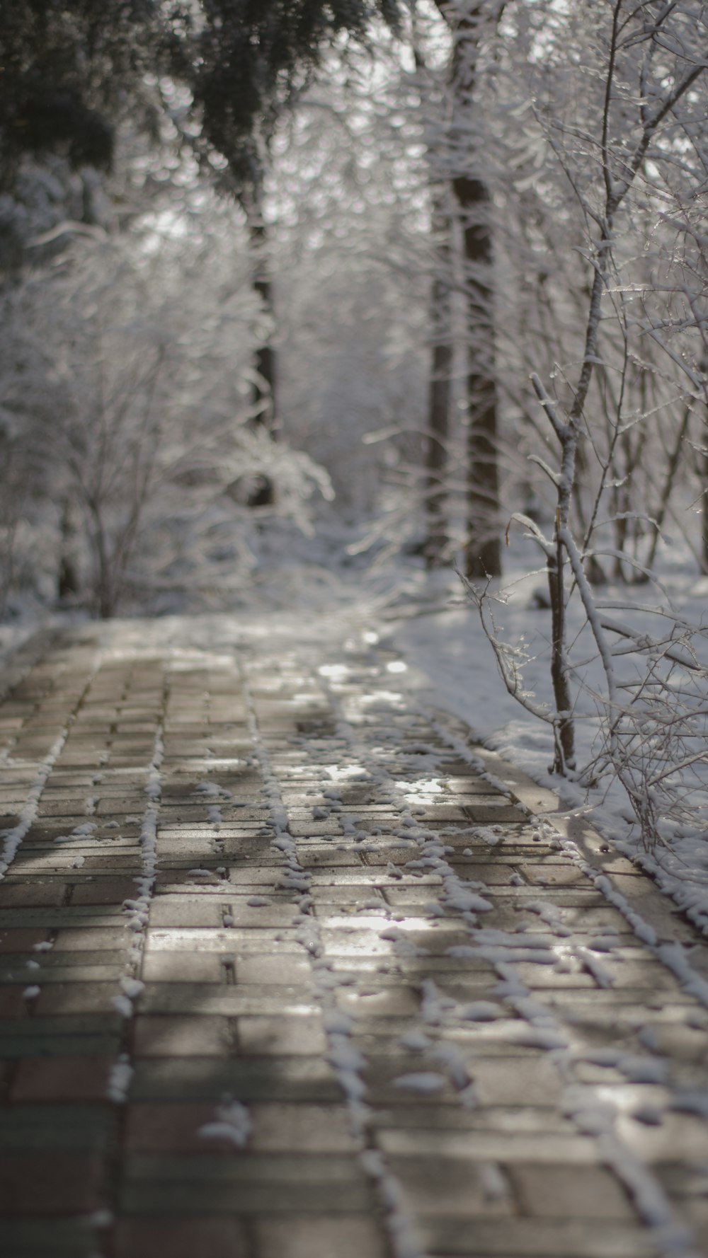 brown wooden pathway in between trees during daytime