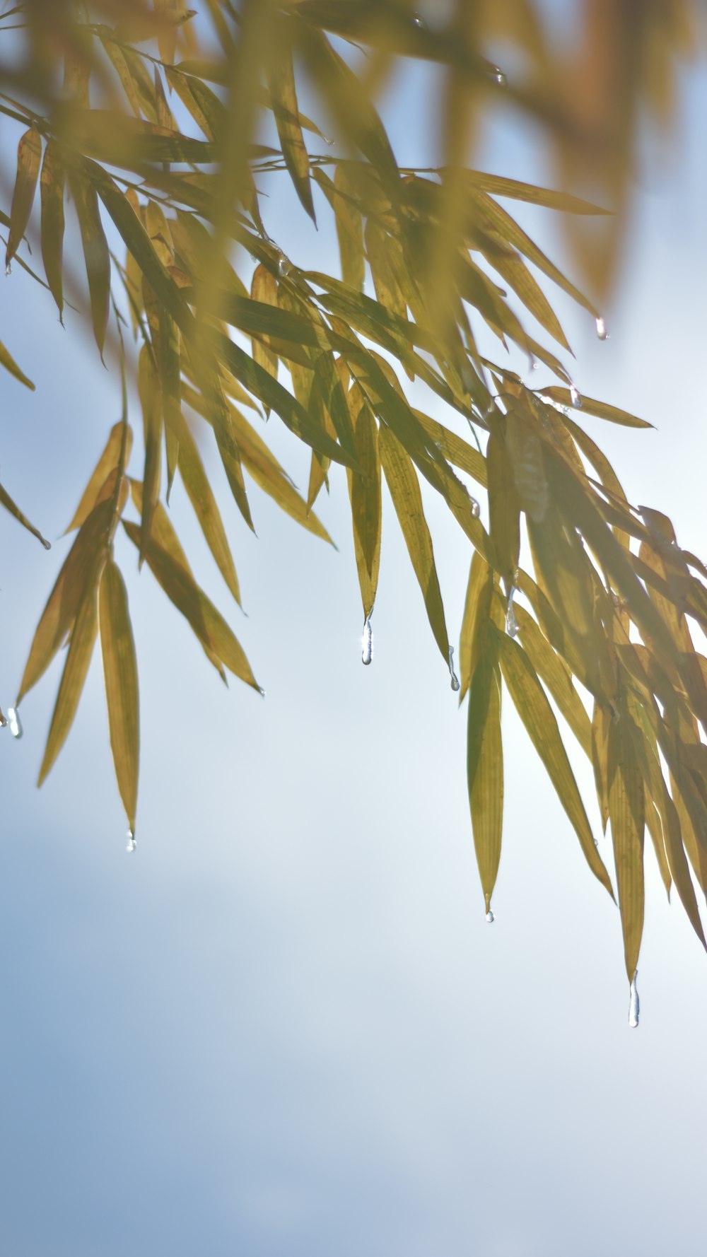 green palm tree under white sky