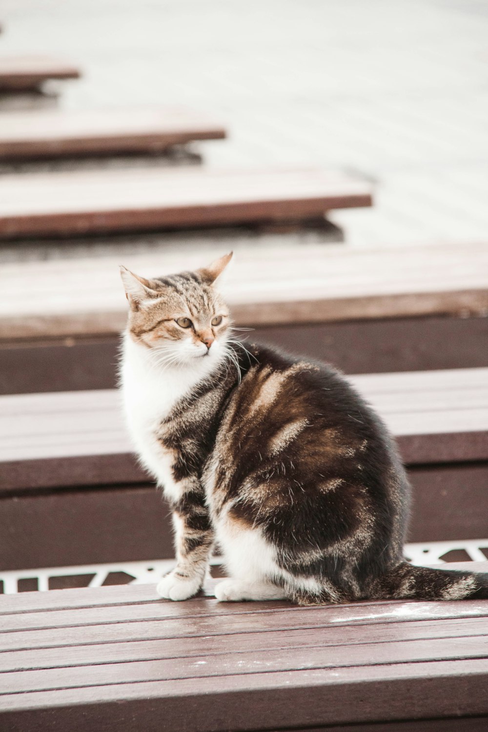 black and white cat on brown wooden bench