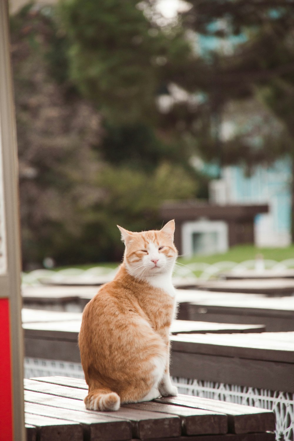 orange-weiße Tabby-Katze auf braunem Holztisch