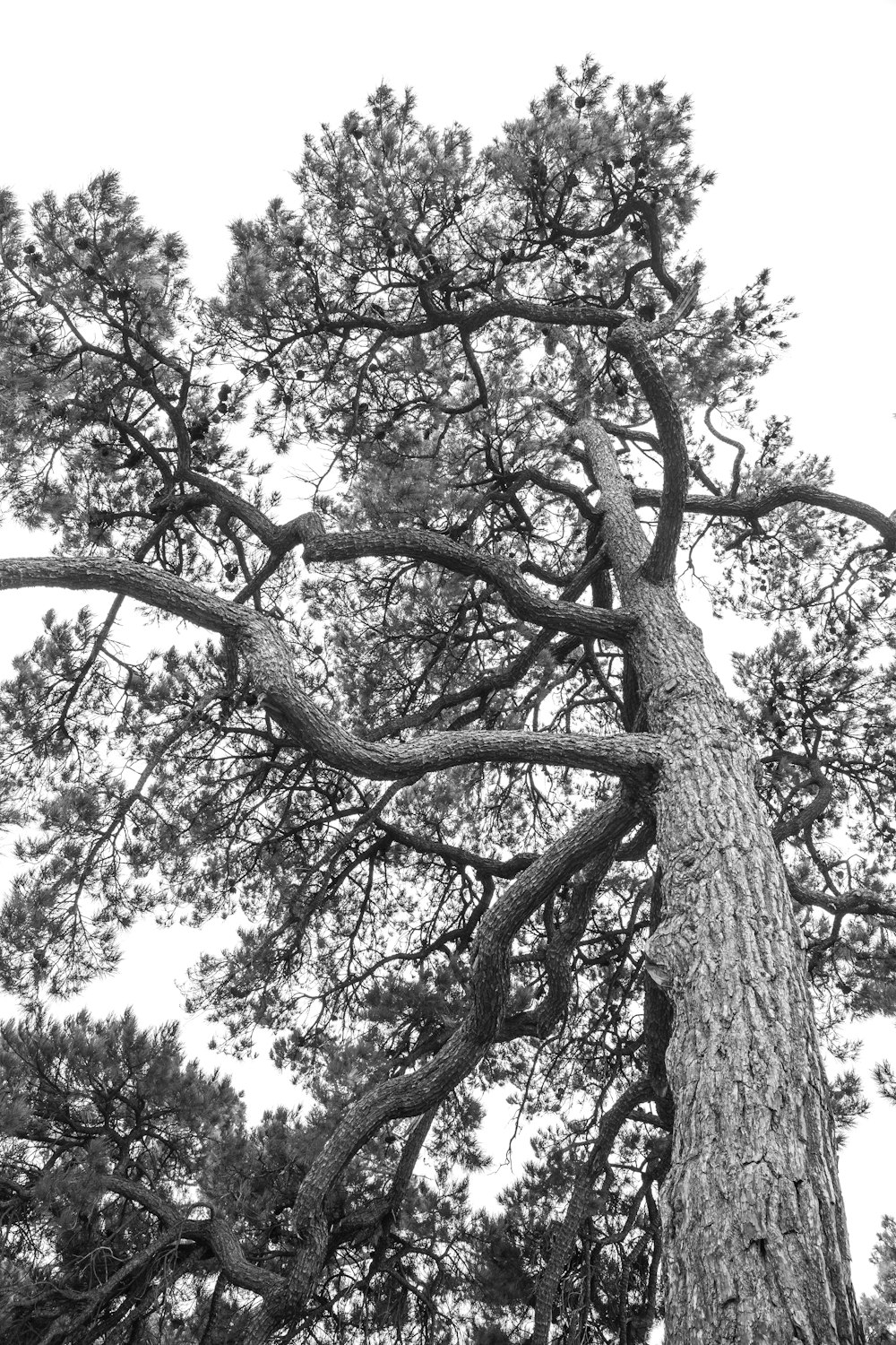 low angle photography of trees