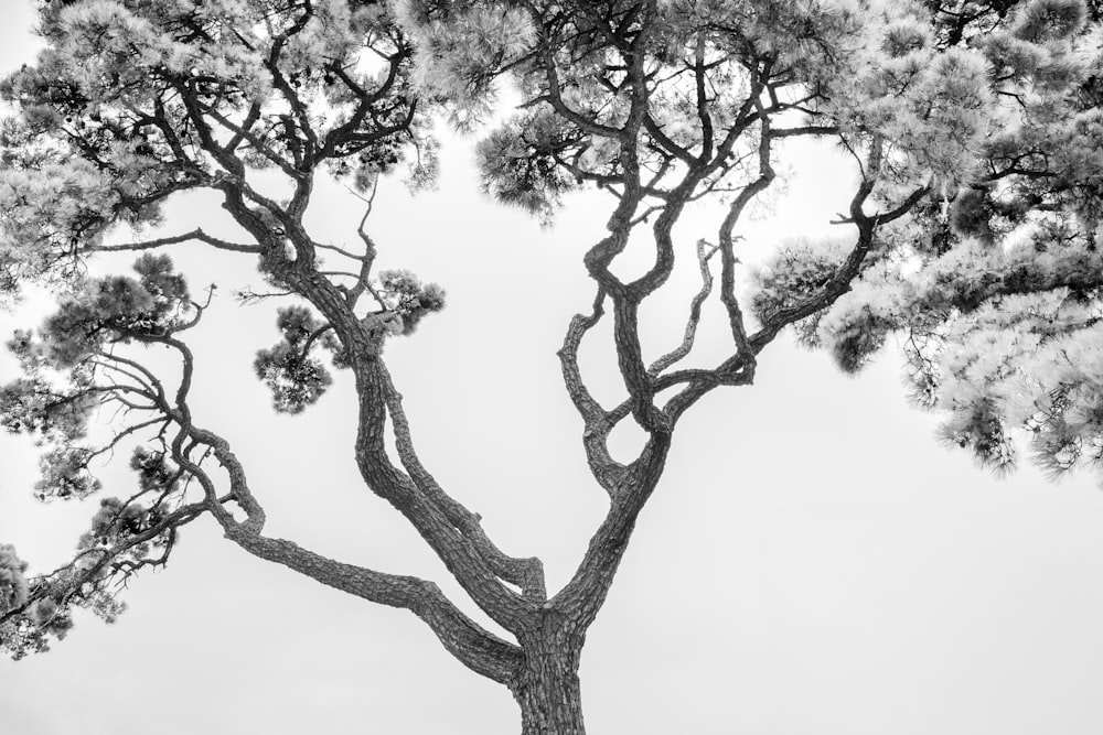 grayscale photo of leafless tree