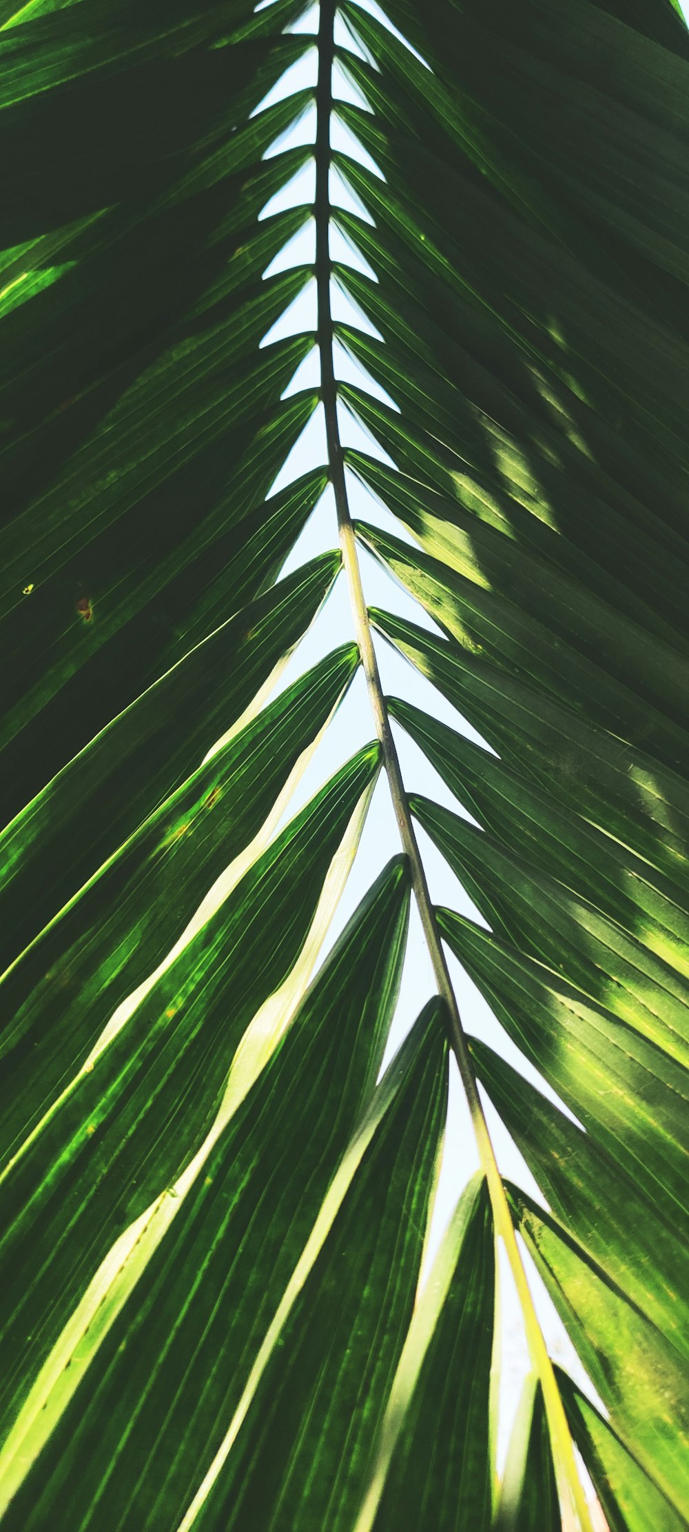 green leaf plant during daytime