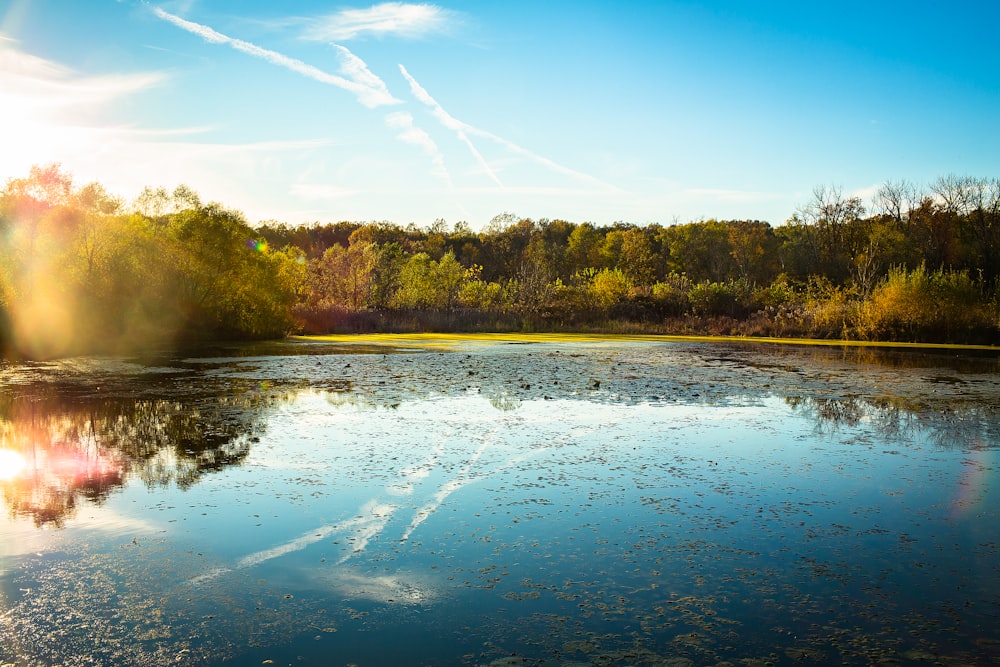 alberi verdi accanto al fiume sotto il cielo blu durante il giorno