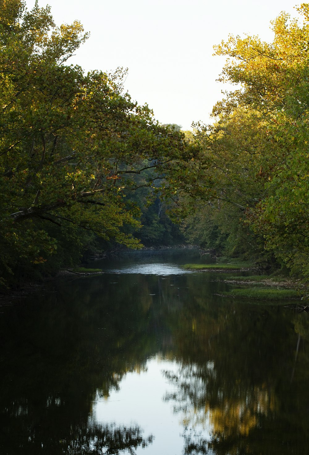 green trees beside river during daytime