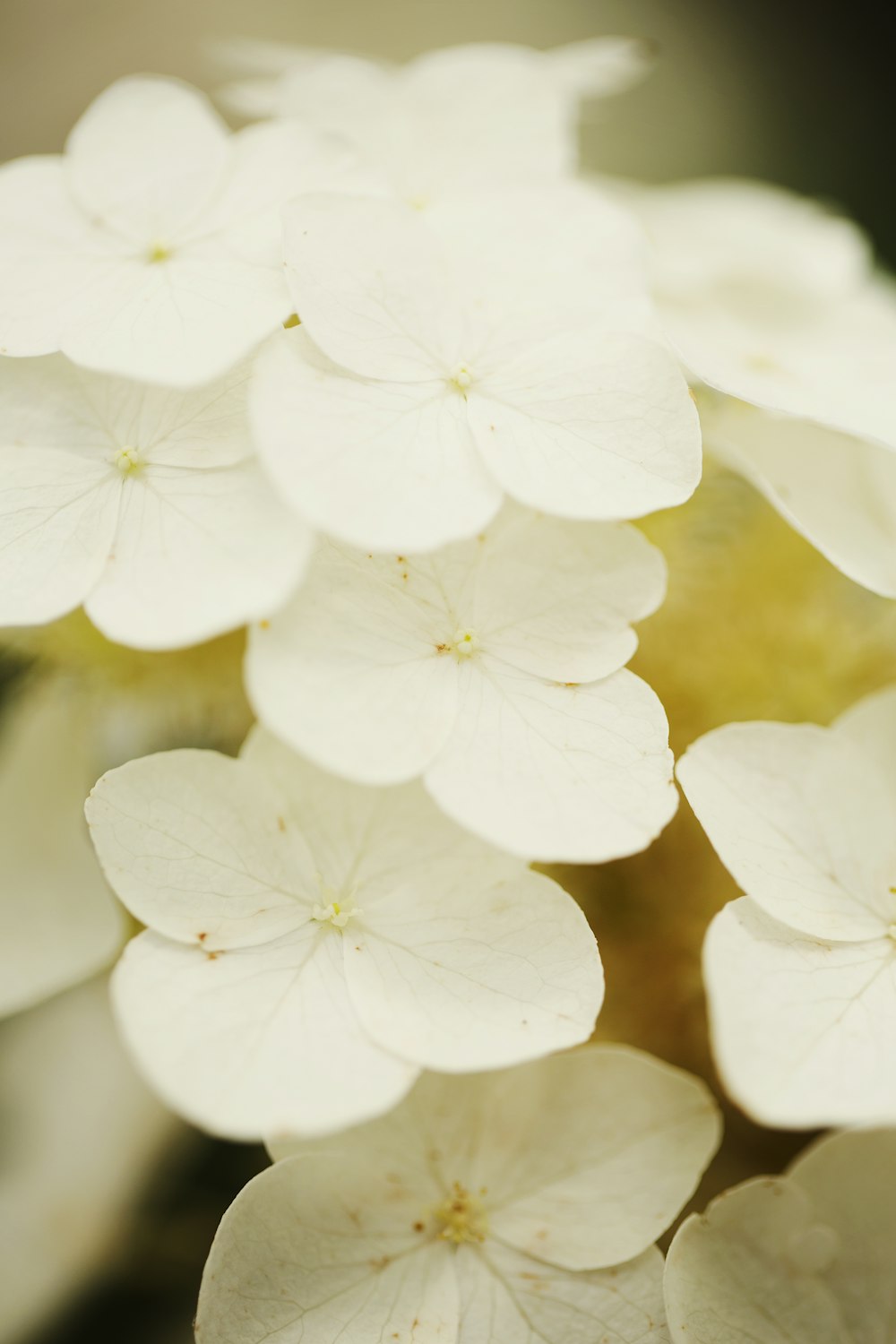 white cherry blossom in bloom during daytime