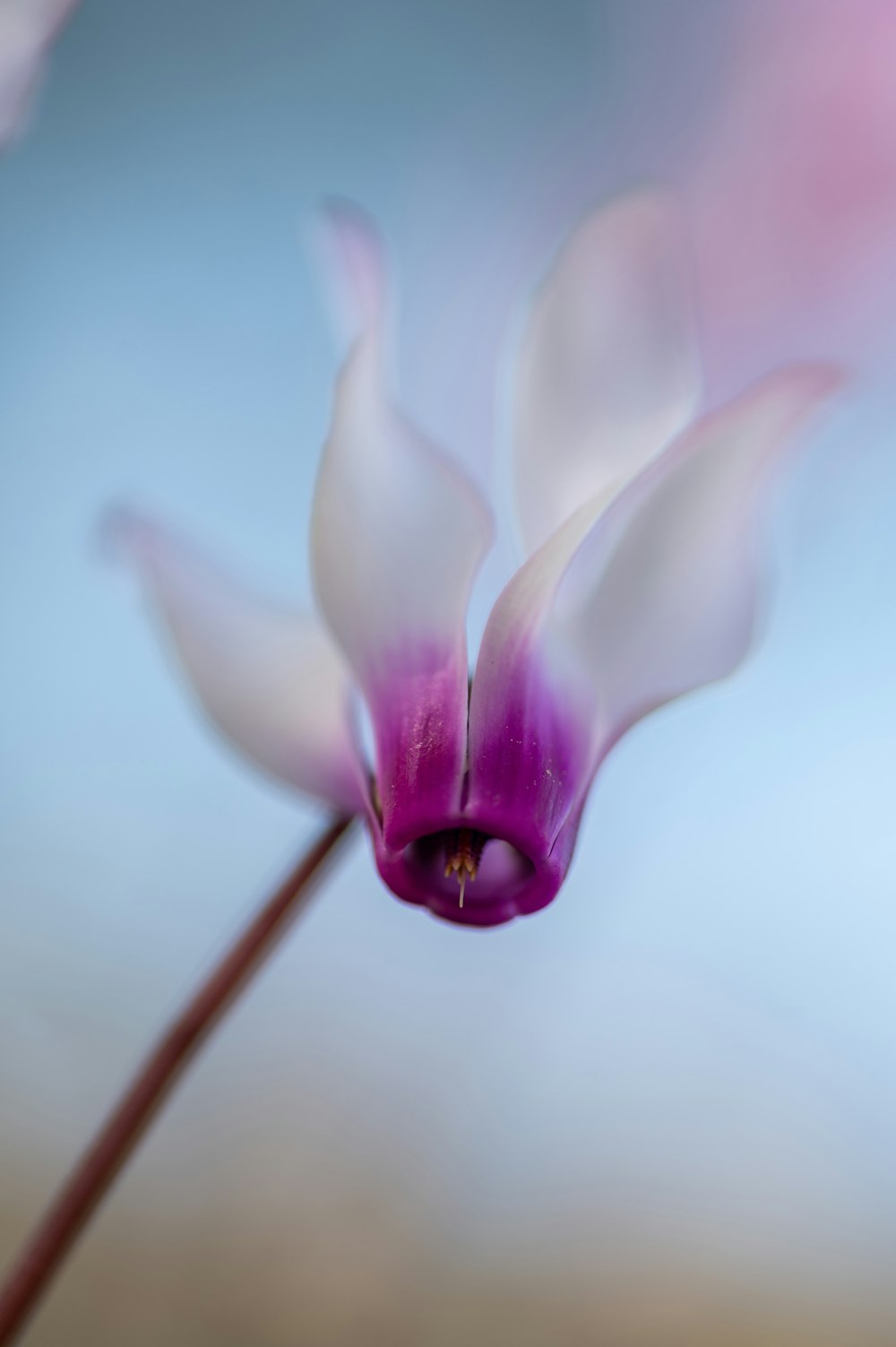 white and pink flower in close up photography