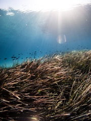 brown grass under water during daytime