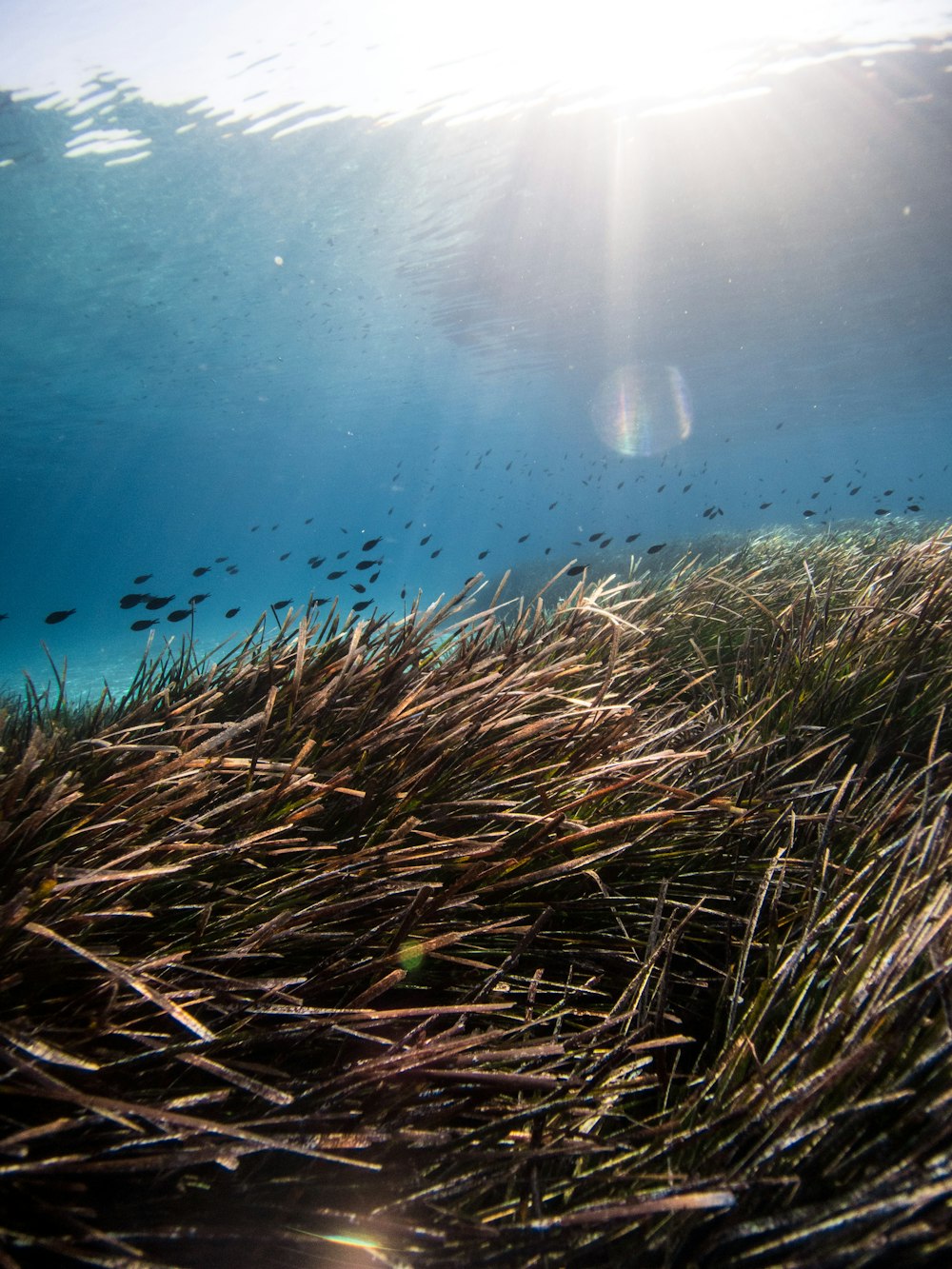 brown grass under water during daytime