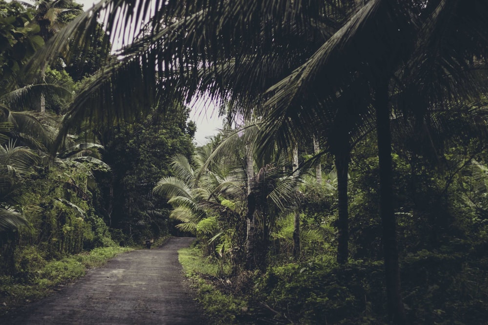 gray concrete pathway between green palm trees during daytime