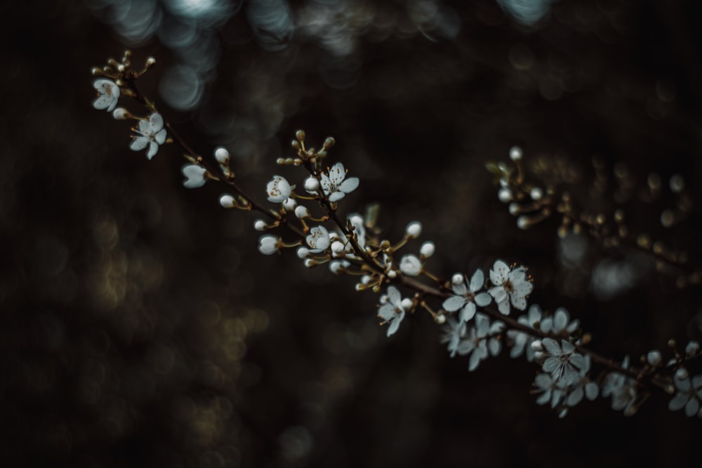 white flowers in tilt shift lens