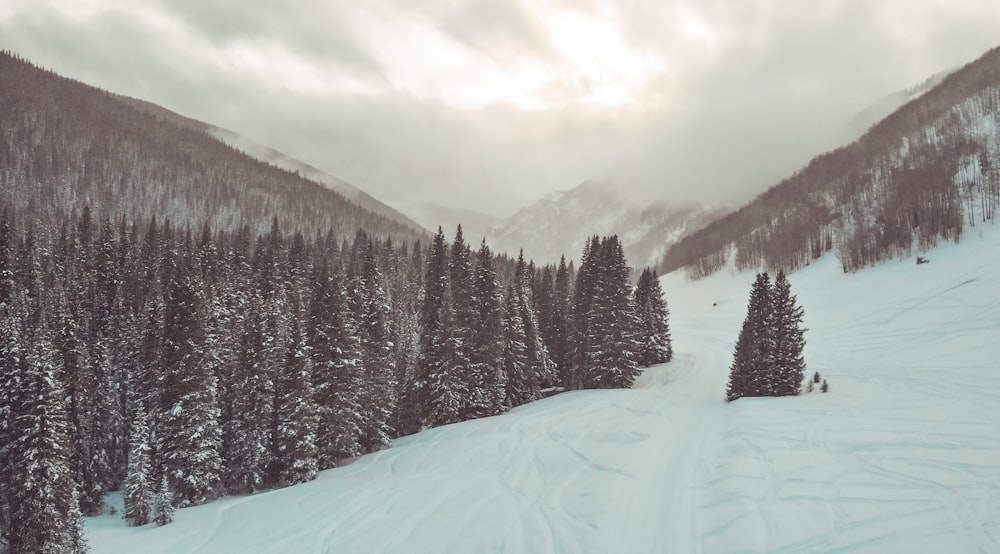 green pine trees on snow covered ground during daytime