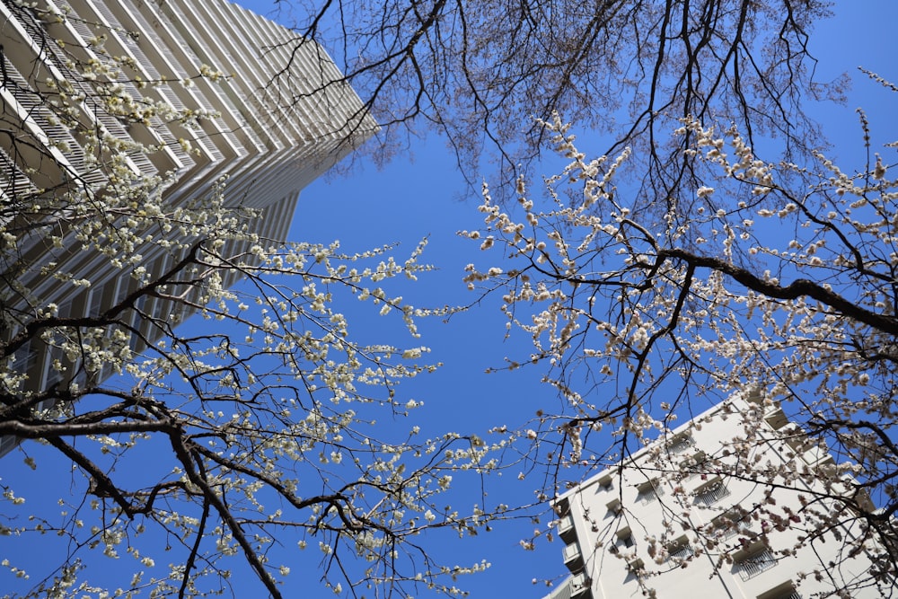 low angle photography of leafless tree near building