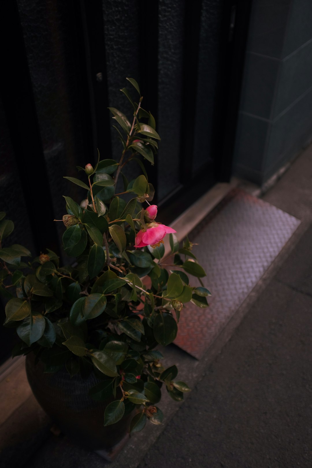 red rose near brown brick wall