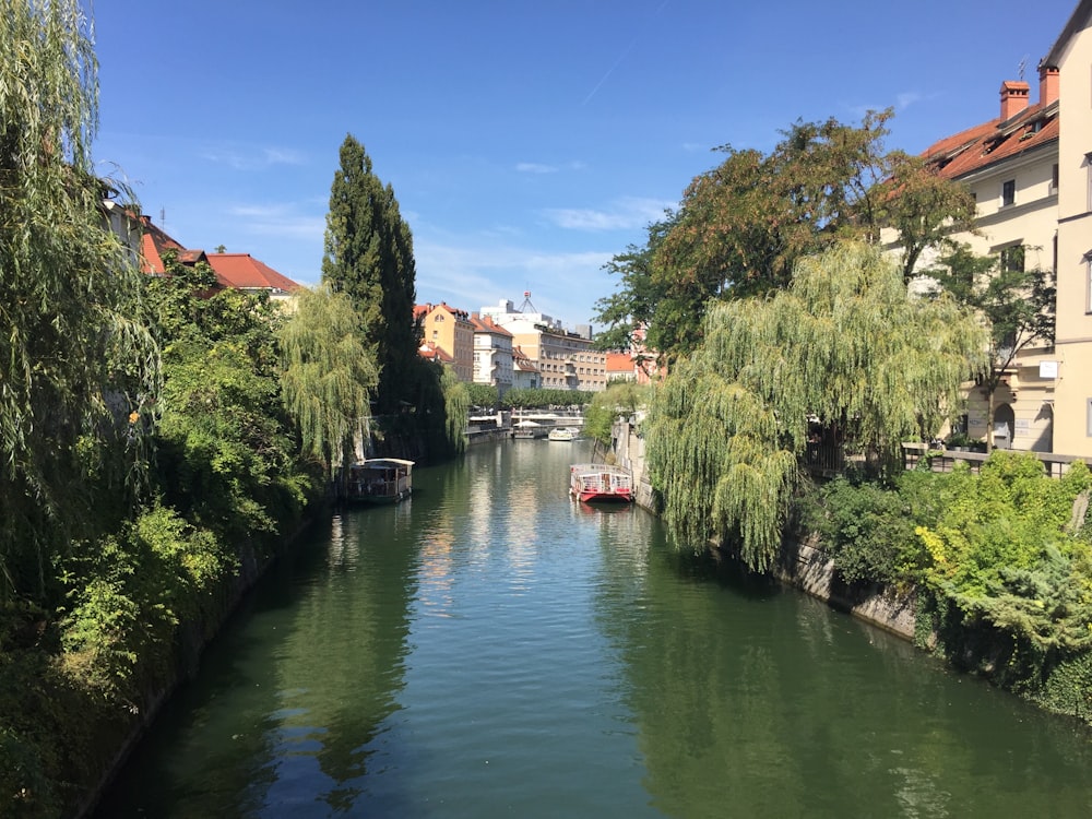 green trees beside river under blue sky during daytime