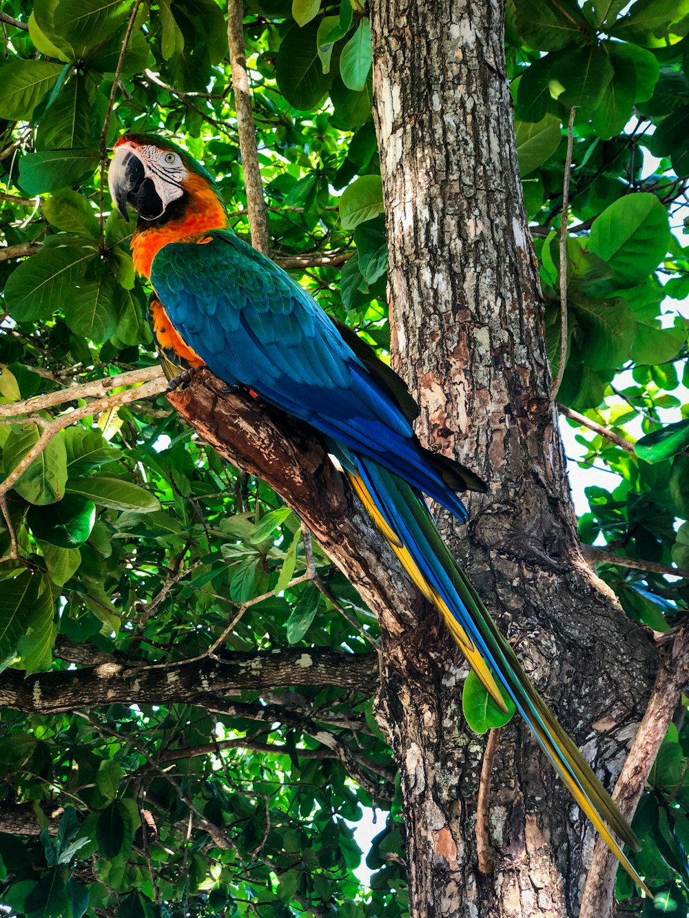 blue yellow and green macaw on brown tree branch during daytime