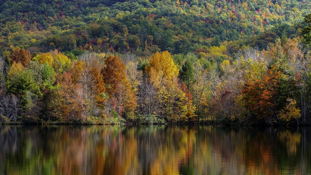 red and green trees beside lake during daytime