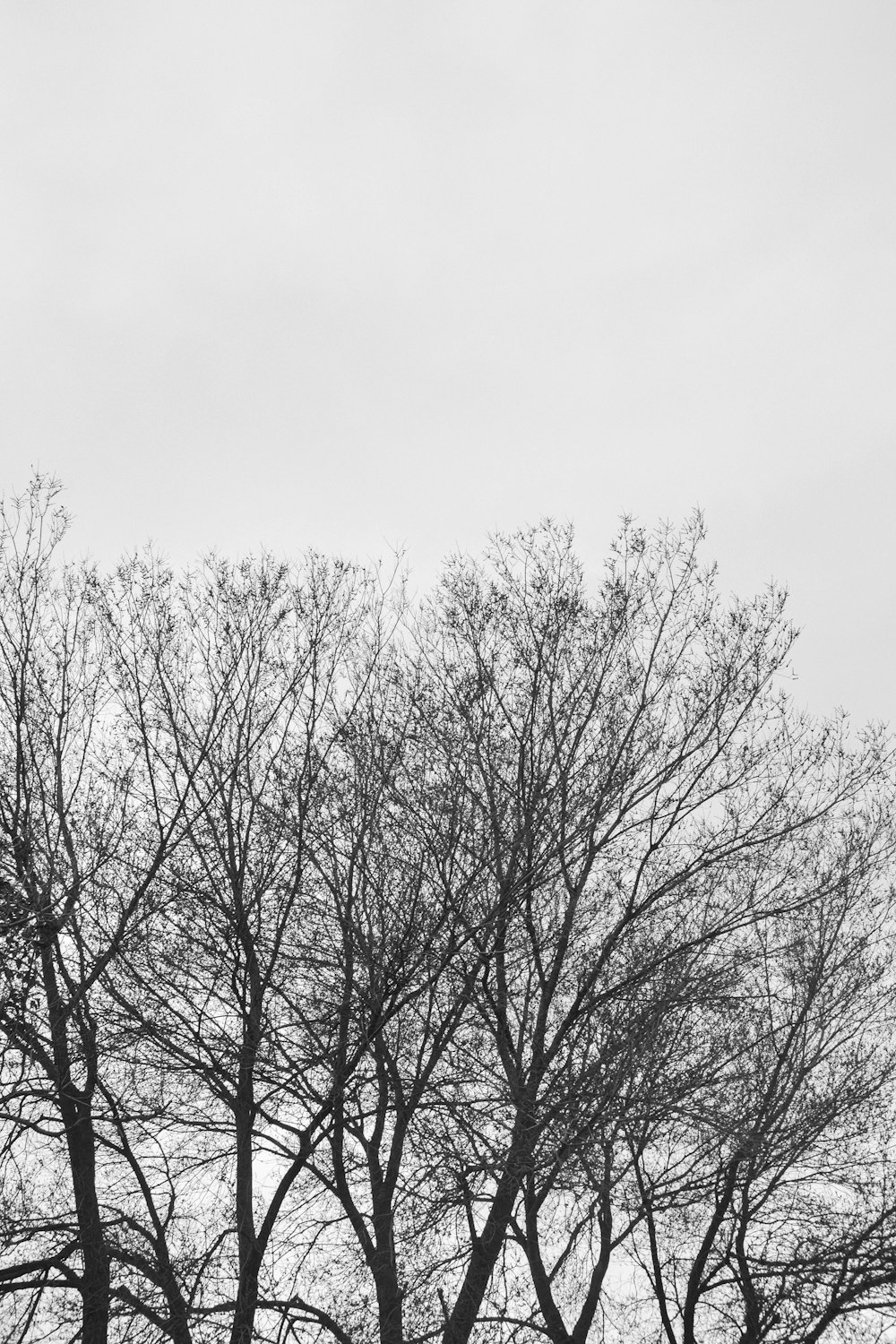 leafless tree under white sky