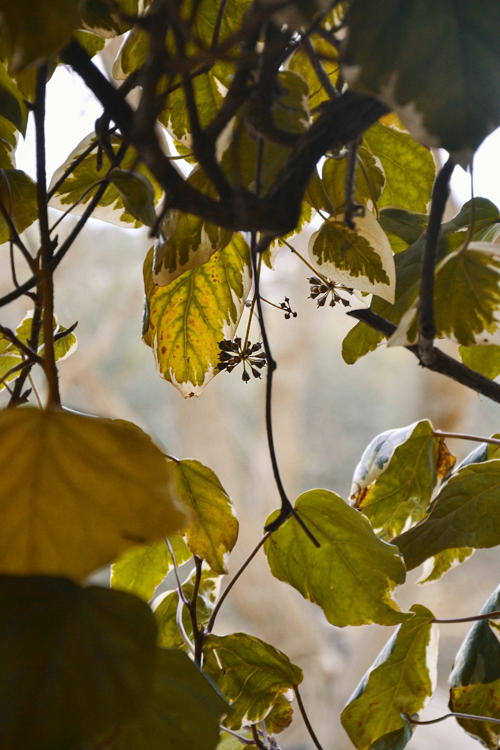 green leaves on tree branch