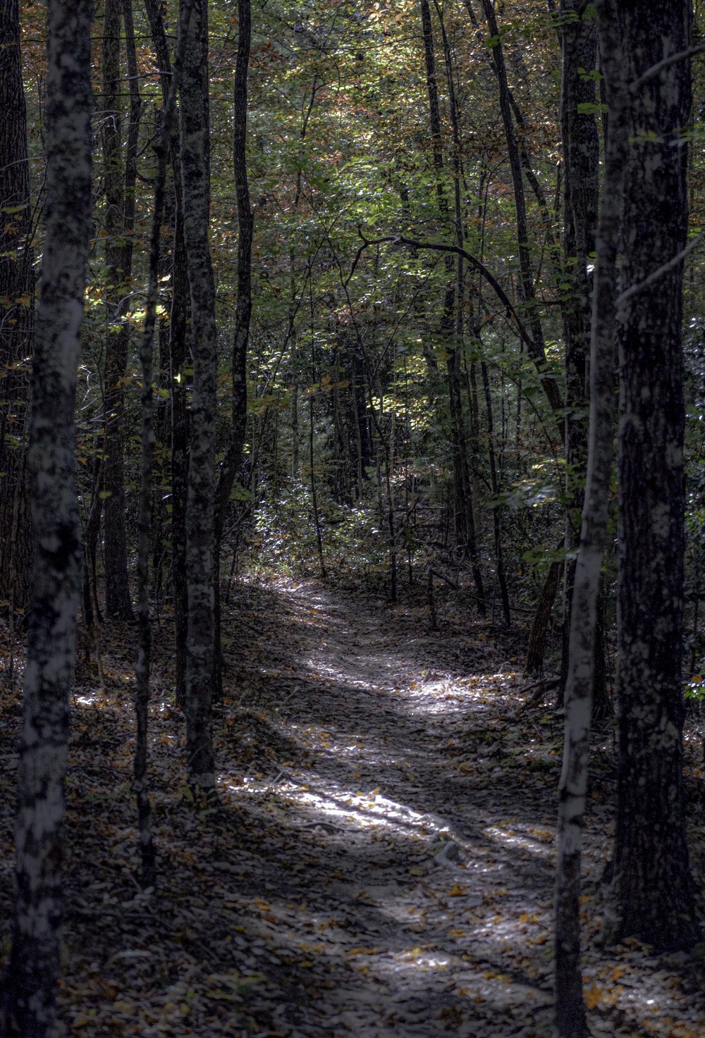 green trees on forest during daytime