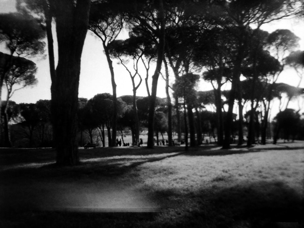 grayscale photo of trees on park