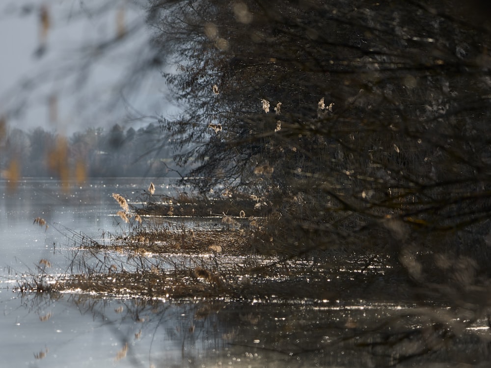 snow covered trees during daytime