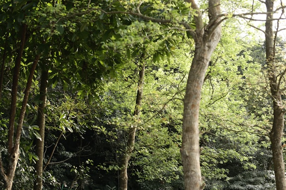 A lush green forest with sunlight filtering through the trees, symbolizing growth and renewal.