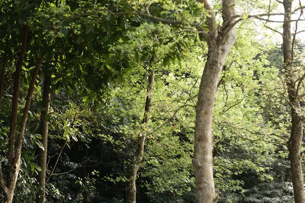 A vibrant green forest canopy with sunlight filtering through, symbolizing growth and renewal.