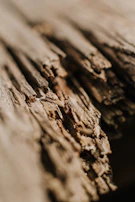 Close-up of delicate textures on a weathered wooden surface, emphasizing detail.