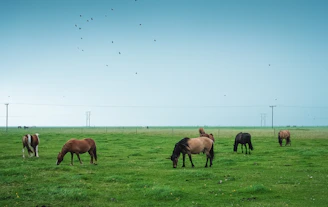 Healthy horses grazing peacefully on a sunny farm.