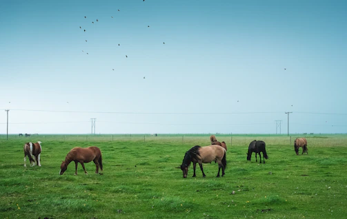 Healthy horses grazing peacefully on a sunny farm.
